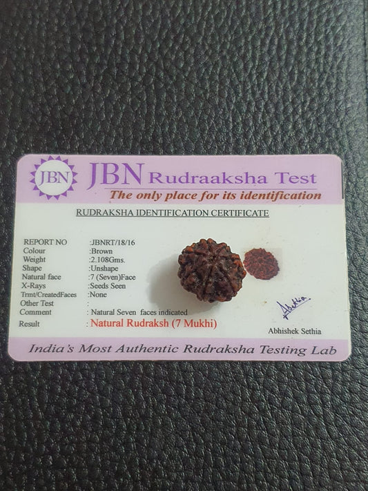 7 Mukhi Rudraksha - Certified Natural