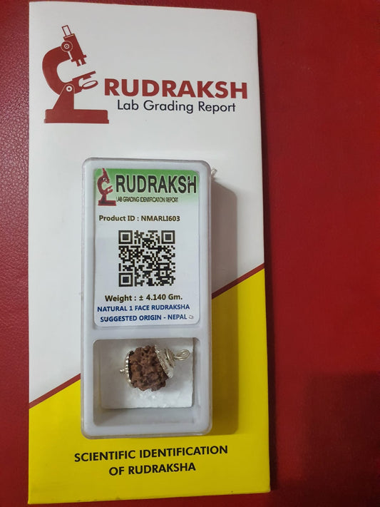 1 Mukhi  Nepal Rudraksha